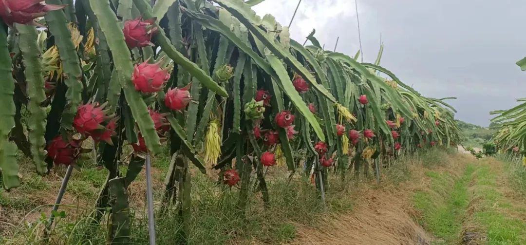 火龙果植株的夜间盛开白花与相邻已坐果的果实同框画面,花朵硕大呈辐射对称,花瓣层层叠叠,果实为红皮白心初期形态,背景微暗突出花朵亮度 火龙果开花与结果过程特写