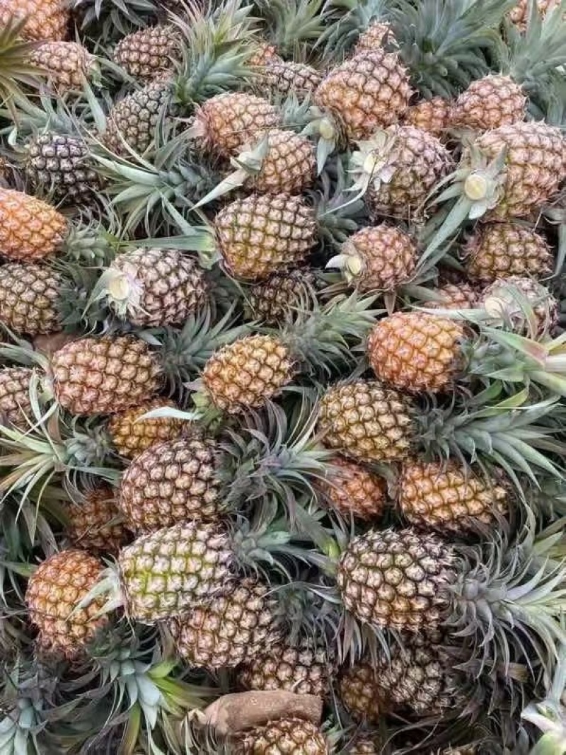 海南金钻，香水，手撕凤梨上市，基地直发，品质保证！