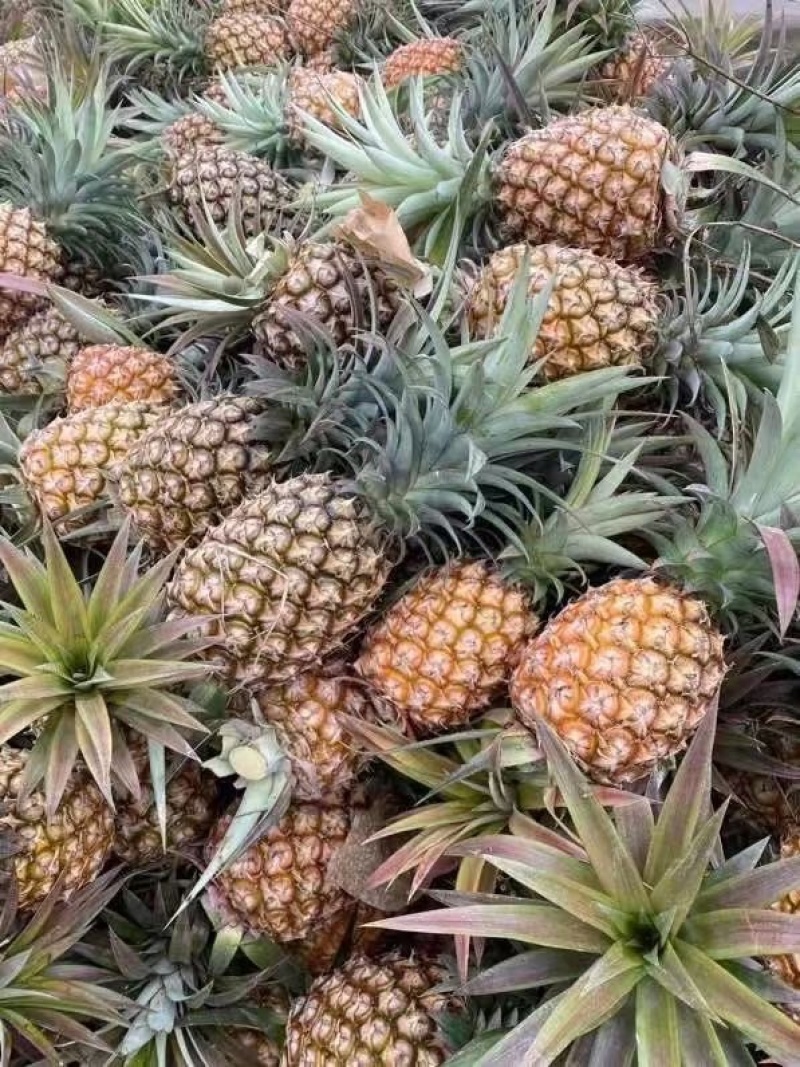 海南金钻，香水，手撕凤梨上市，基地直发，品质保证！