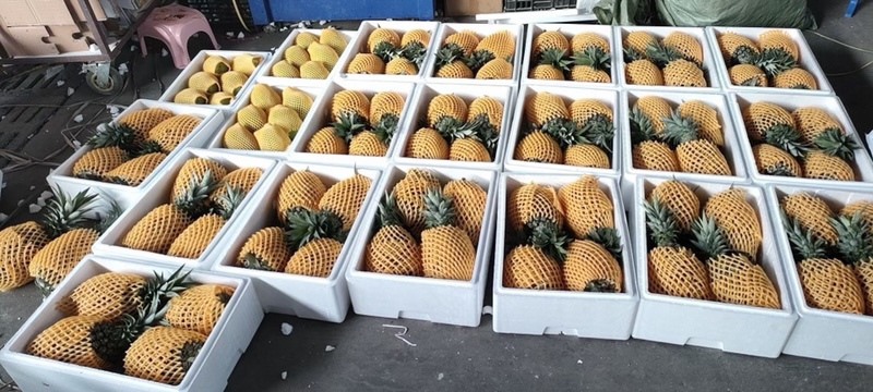 海南金钻，香水，手撕凤梨上市，基地直发，品质保证！