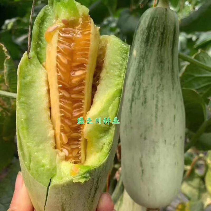 天津德瑞特博洋61甜瓜种子正宗博洋甜瓜种子羊角蜜种子