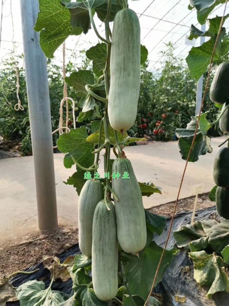 天津德瑞特博洋61甜瓜种子正宗博洋甜瓜种子羊角蜜种子