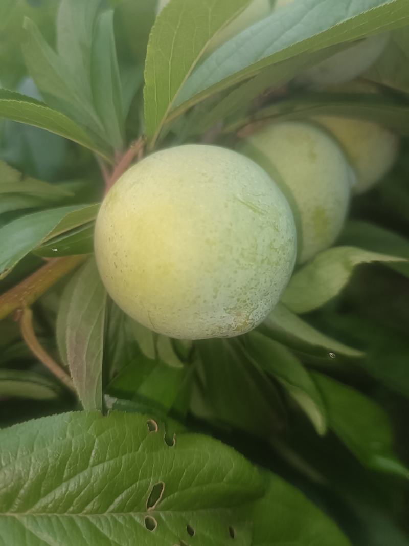 青脆李