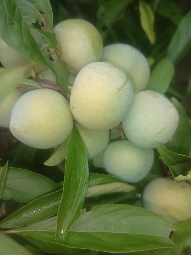 青脆李