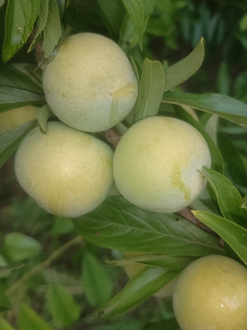 青脆李