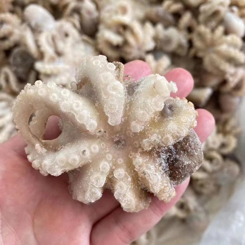 短腿八爪