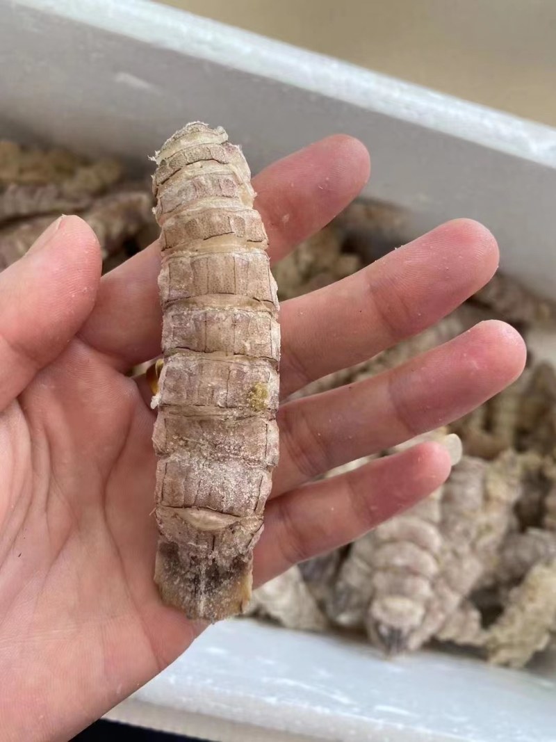 皮皮虾。虾爬子