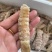 皮皮虾。虾爬子