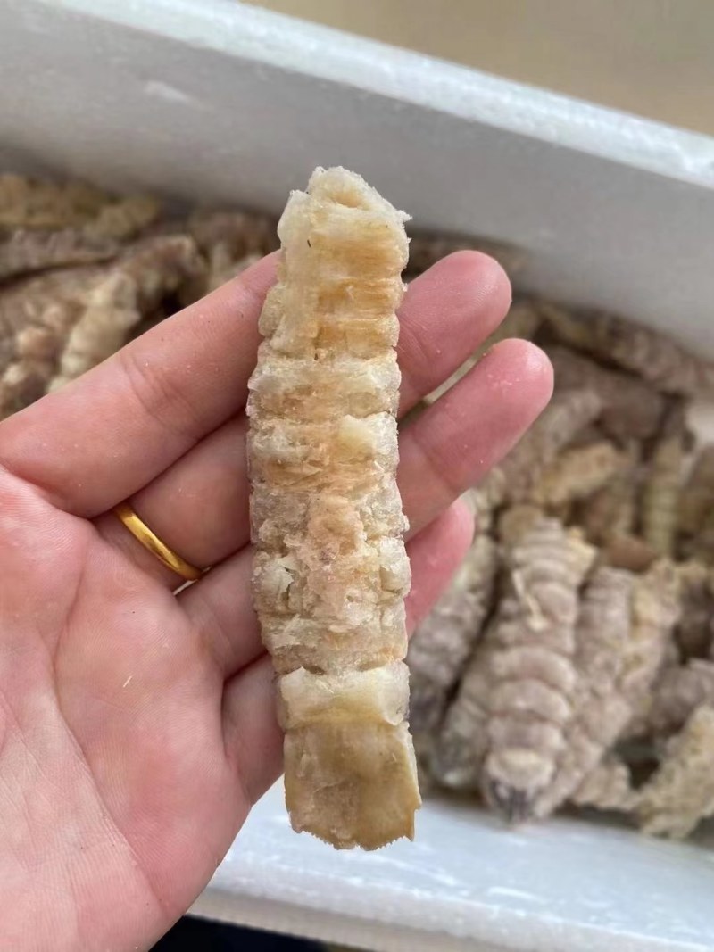 皮皮虾。虾爬子
