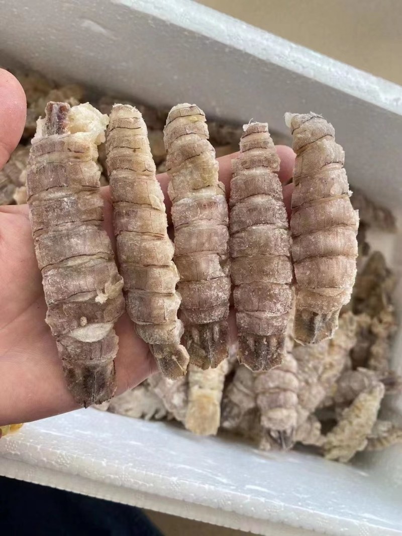皮皮虾。虾爬子