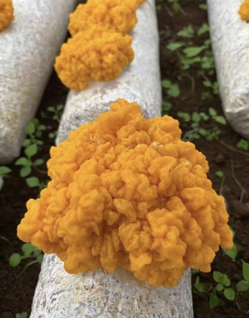 金耳销售，免费提供种植技术，采用云南野生菌为菌种。