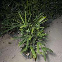 棕竹盆栽金山棕室内植大型绿植花卉盆栽观叶植物四季常青净化