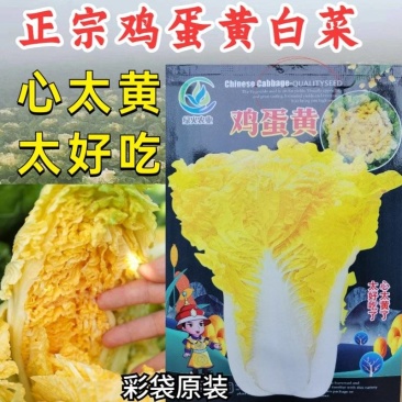 鸡蛋黄白菜种子秋季黄心大白菜种籽耐寒快菜籽好吃抗病高产