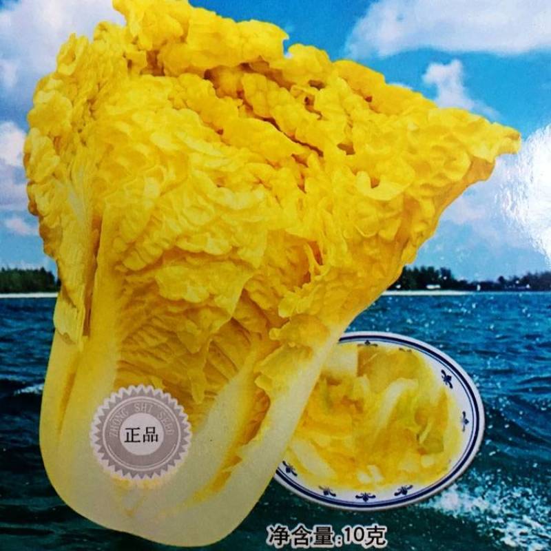 鸡蛋黄白菜种子秋季黄心大白菜种籽耐寒快菜籽好吃抗病高产