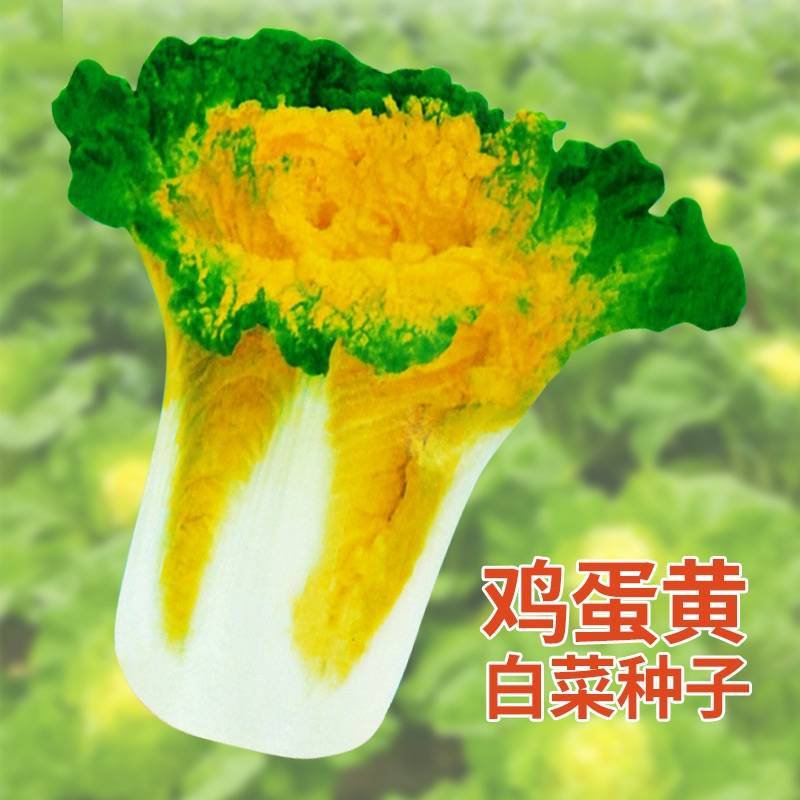 鸡蛋黄白菜种子秋季黄心大白菜种籽耐寒快菜籽好吃抗病高产