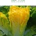 鸡蛋黄白菜种子秋季黄心大白菜种籽耐寒快菜籽好吃抗病高产
