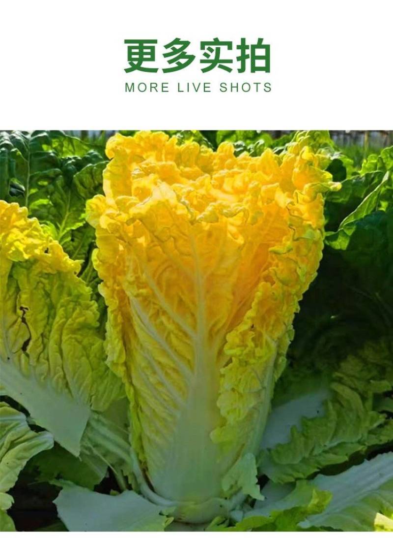 鸡蛋黄白菜种子秋季黄心大白菜种籽耐寒快菜籽好吃抗病高产