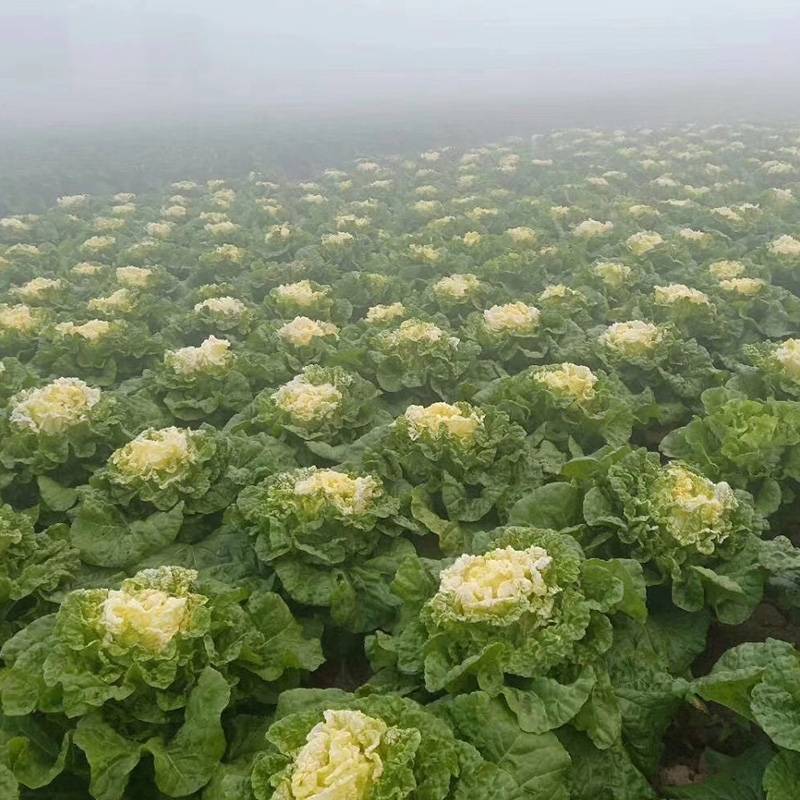 鸡蛋黄白菜种子秋季黄心大白菜种籽耐寒快菜籽好吃抗病高产