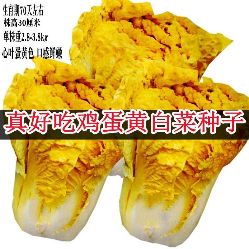 鸡蛋黄白菜种子秋季黄心大白菜种籽耐寒快菜籽好吃抗病高产