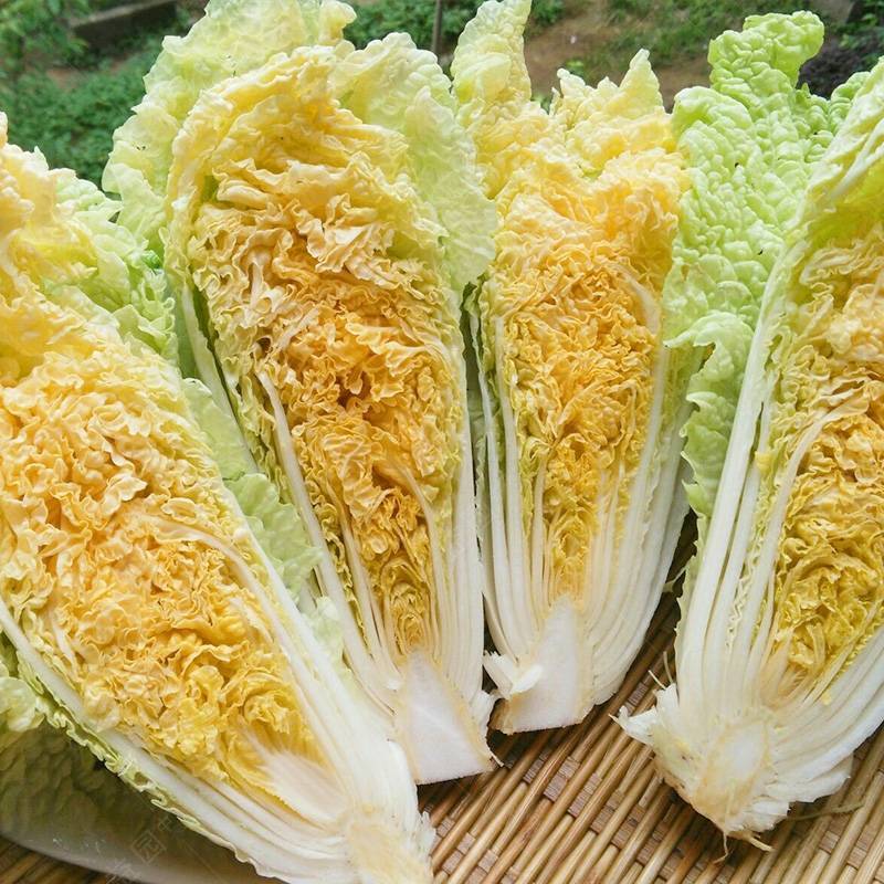 鸡蛋黄白菜种子秋季黄心大白菜种籽耐寒快菜籽好吃抗病高产