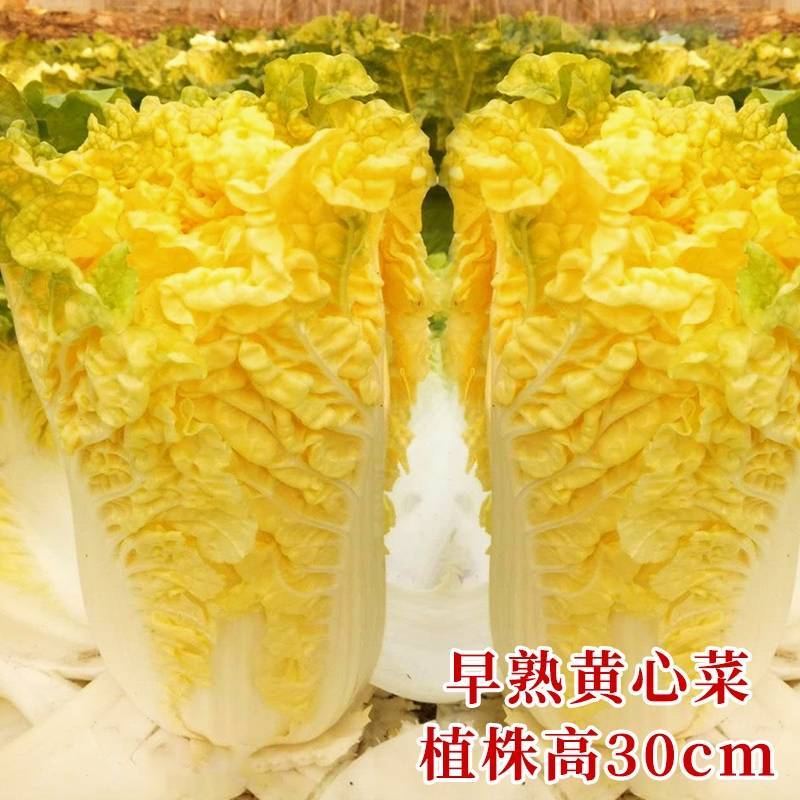 鸡蛋黄白菜种子秋季黄心大白菜种籽耐寒快菜籽好吃抗病高产