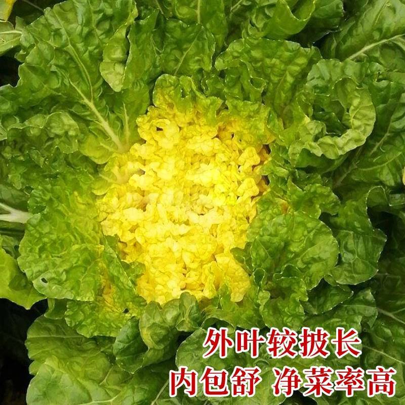 鸡蛋黄白菜种子秋季黄心大白菜种籽耐寒快菜籽好吃抗病高产