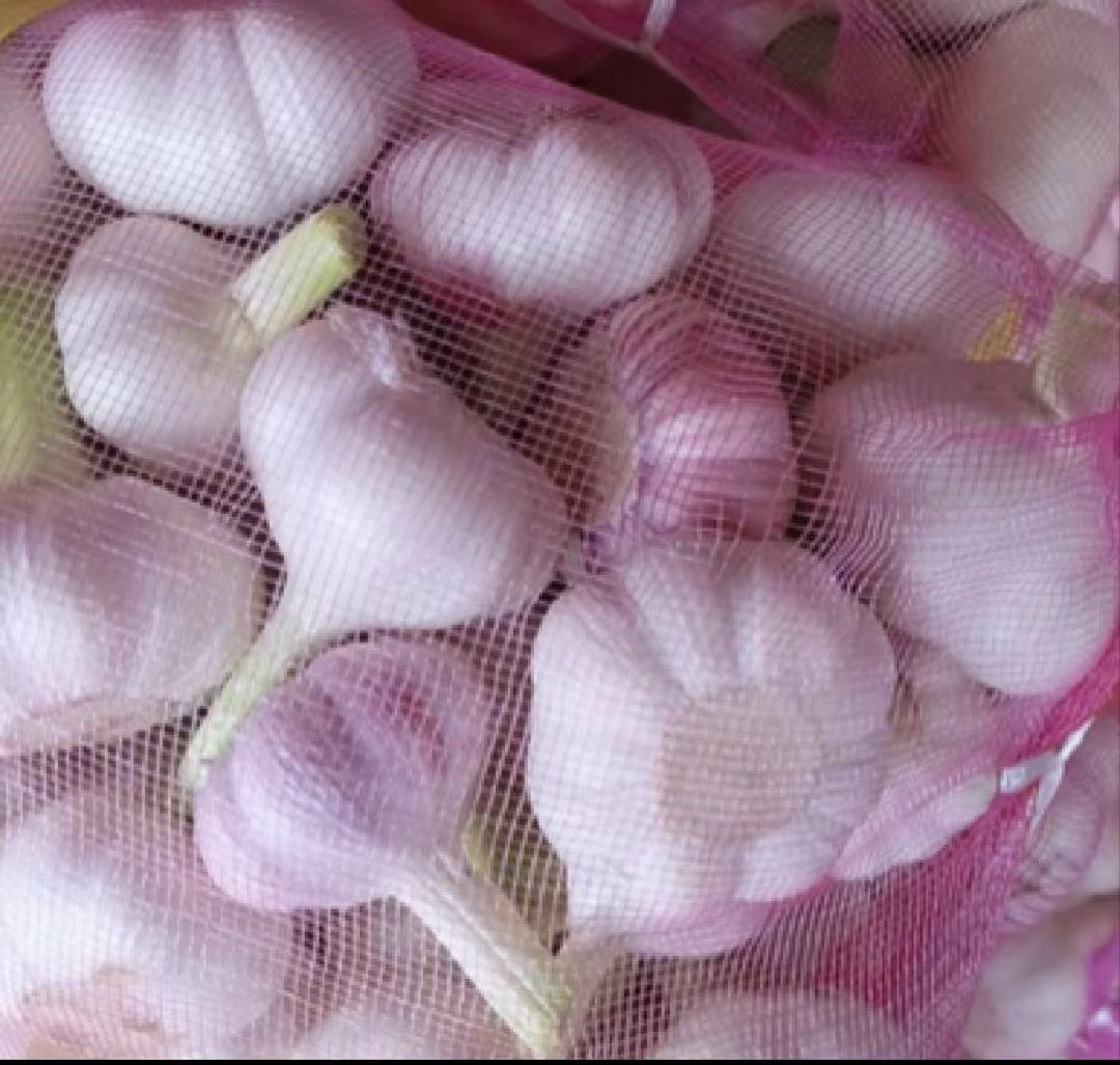 金乡红蒜实物高清特写,展现其紫红色外皮与洁白蒜瓣的对比美感 金乡红蒜特写展示图