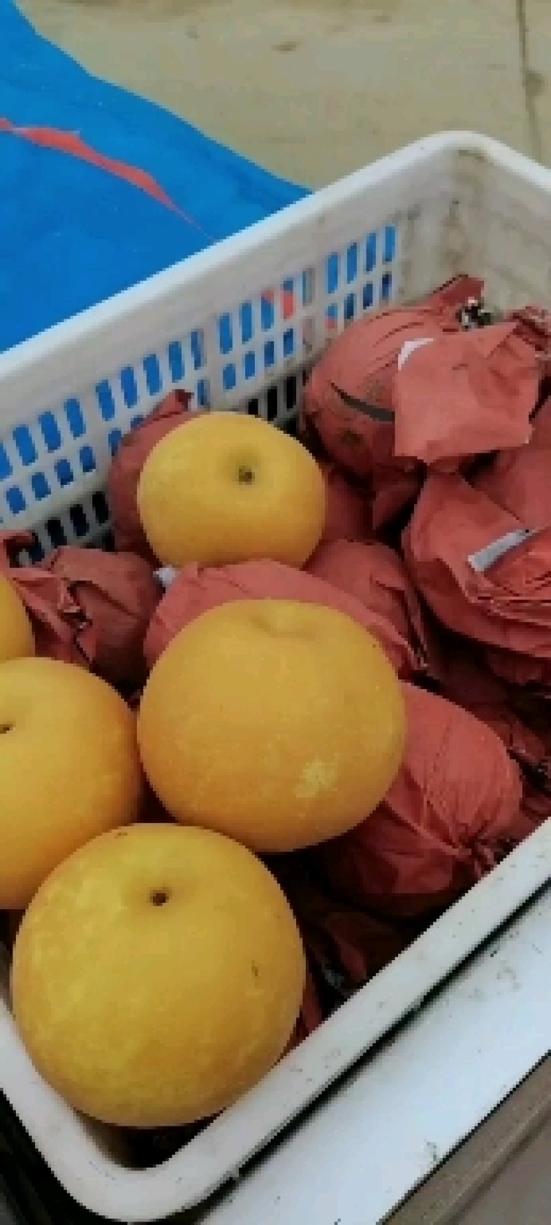 黄金梨原产地(诚信代办)
