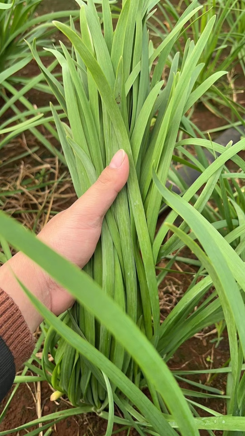 （精品推荐）一手货源，广东湛江韭菜，品质保证，欢迎各位，