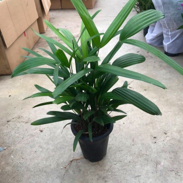 棕竹盆栽金山棕室内植大型绿植花卉盆栽观叶植物四季常青