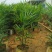 棕竹盆栽金山棕室内植大型绿植花卉盆栽观叶植物四季常青