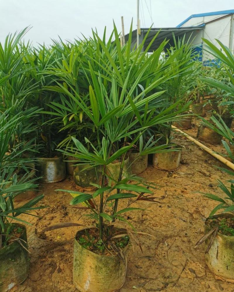 棕竹盆栽金山棕室内植大型绿植花卉盆栽观叶植物四季常青