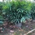 棕竹盆栽金山棕室内植大型绿植花卉盆栽观叶植物四季常青