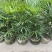 棕竹盆栽金山棕室内植大型绿植花卉盆栽观叶植物四季常青