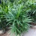 棕竹盆栽金山棕室内植大型绿植花卉盆栽观叶植物四季常青