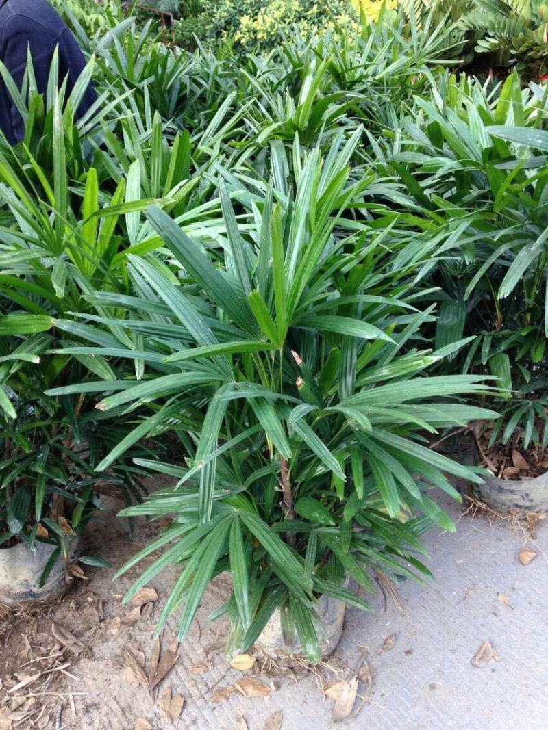 棕竹盆栽金山棕室内植大型绿植花卉盆栽观叶植物四季常青