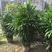 棕竹盆栽金山棕室内植大型绿植花卉盆栽观叶植物四季常青