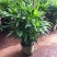 棕竹盆栽金山棕室内植大型绿植花卉盆栽观叶植物四季常青