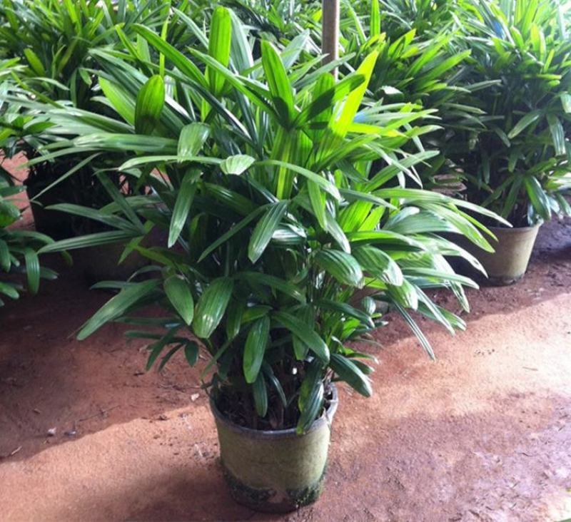 棕竹盆栽金山棕室内植大型绿植花卉盆栽观叶植物四季常青
