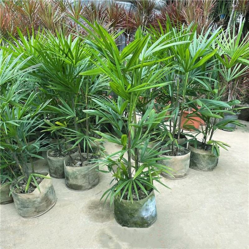 棕竹盆栽金山棕室内植大型绿植花卉盆栽观叶植物四季常青