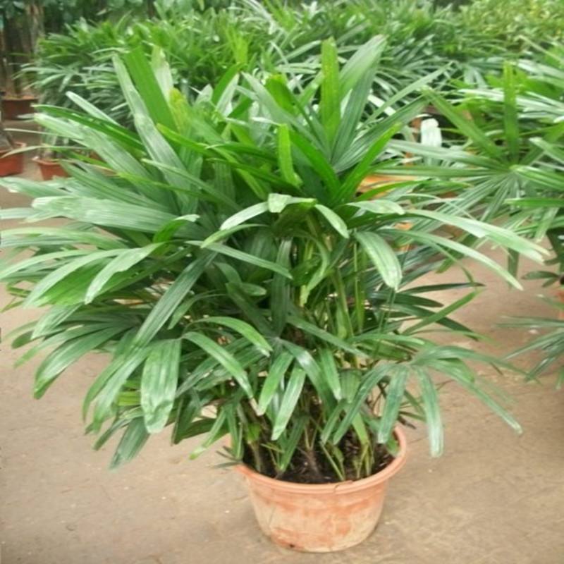棕竹盆栽金山棕室内植大型绿植花卉盆栽观叶植物四季常青