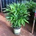 棕竹盆栽金山棕室内植大型绿植花卉盆栽观叶植物四季常青
