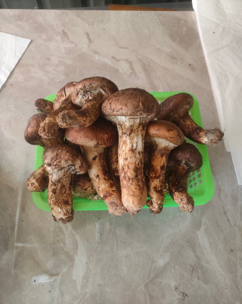 香格里拉鲜松茸二级大头菌产地一件代发空运包邮