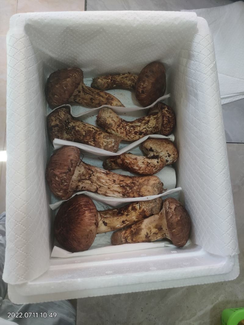 香格里拉鲜松茸二级大头菌产地一件代发空运包邮