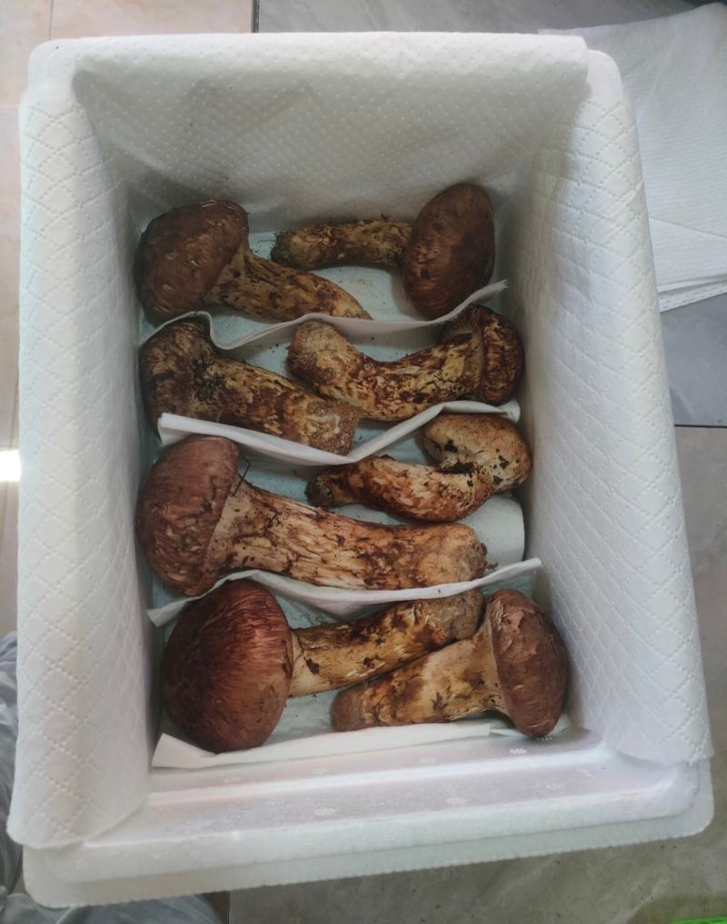 香格里拉鲜松茸二级大头菌产地一件代发空运包邮