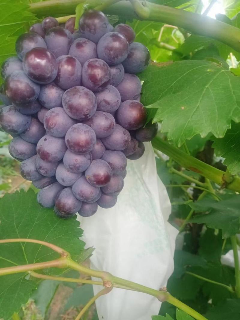 早夏黑葡萄