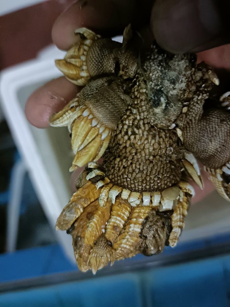 海鲜