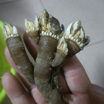 海鲜