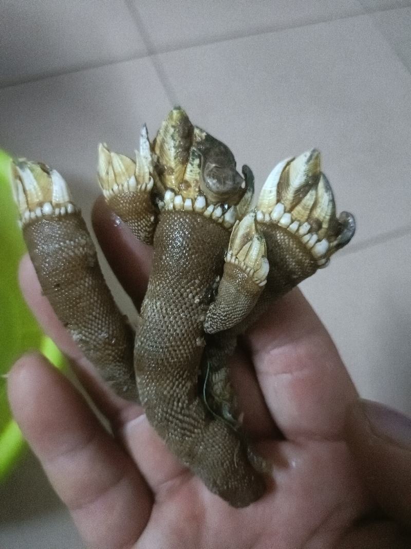 海鲜