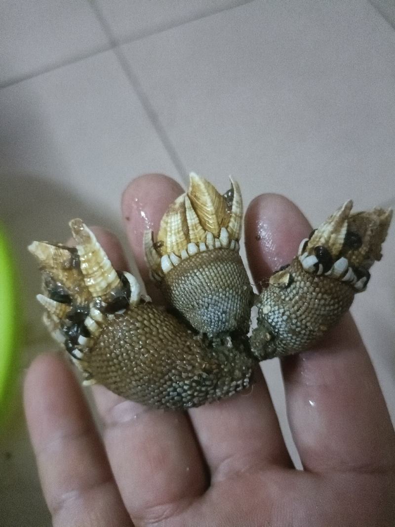 海鲜